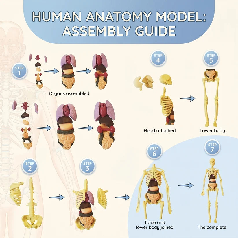 Kendin Yap İnsan Vücudu Anatomi Modeli